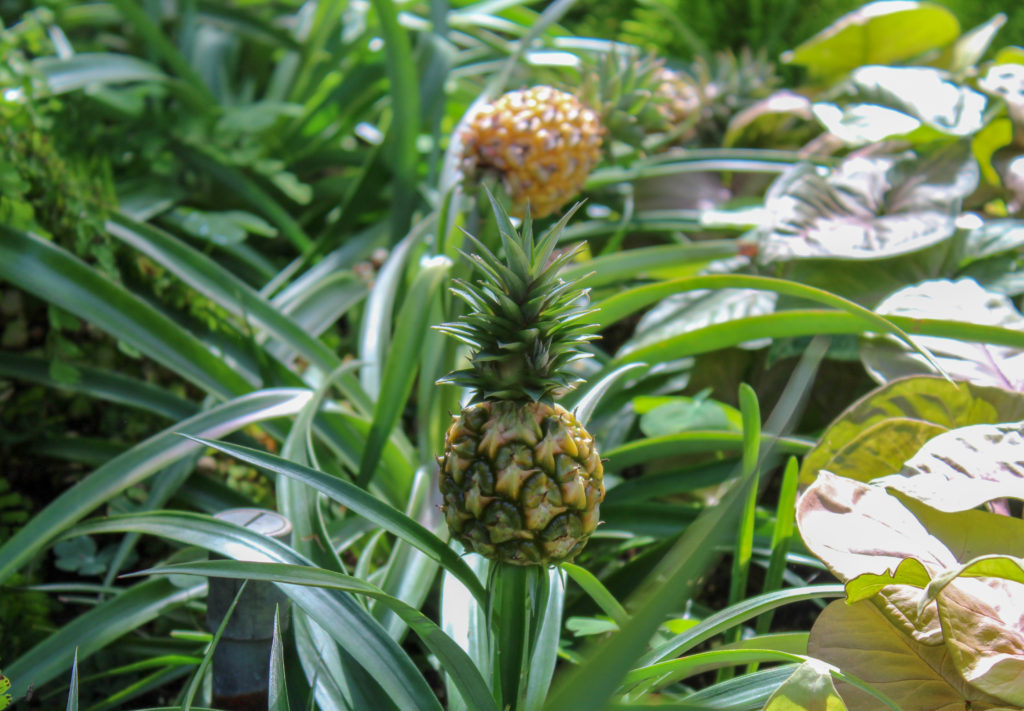 mini-pineapple